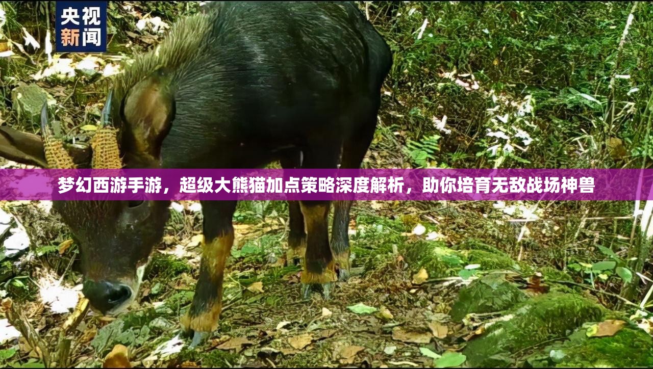 夢幻西游手游，超級大熊貓加點策略深度解析，助你培育無敵戰(zhàn)場神獸