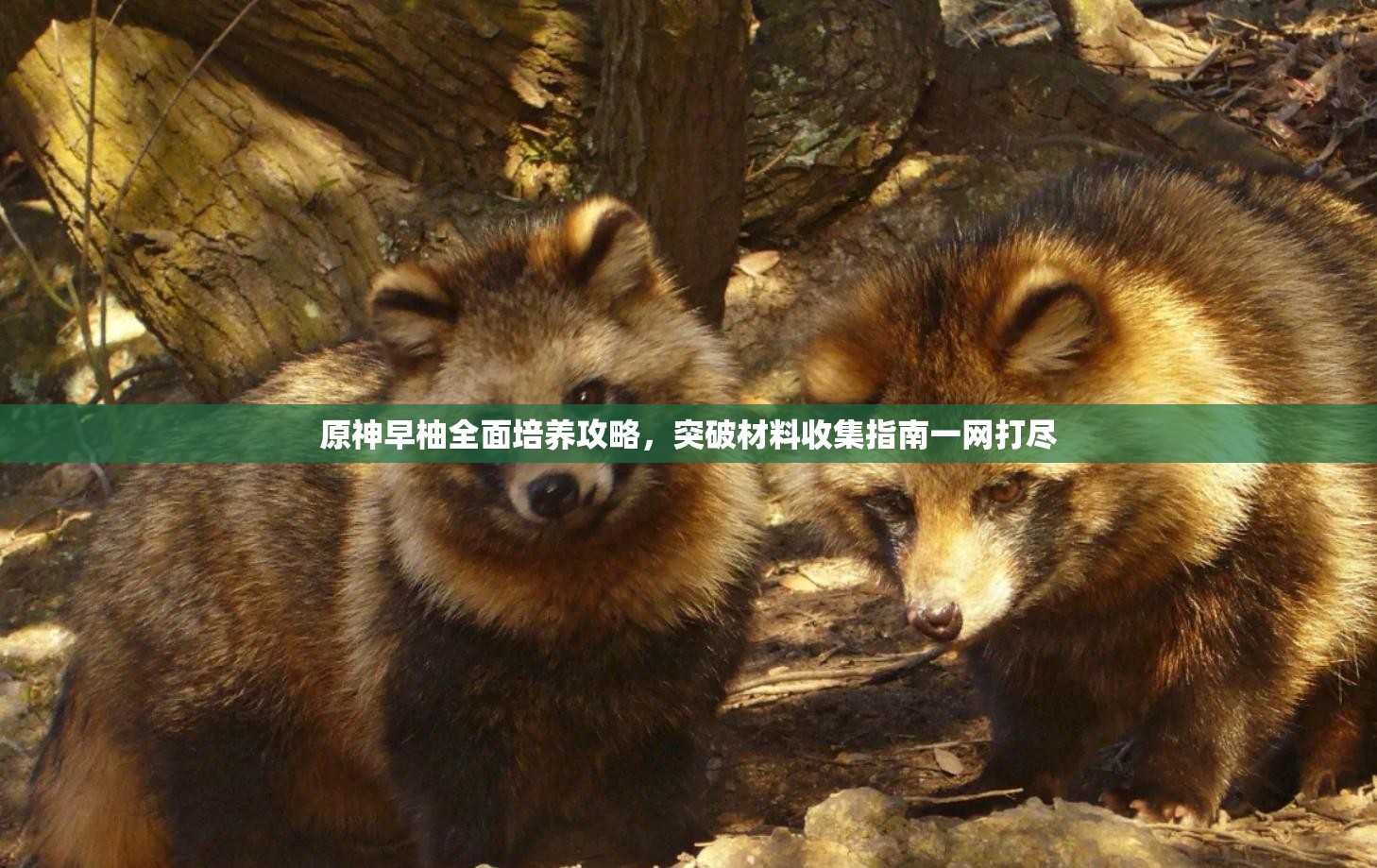 原神早柚全面培養(yǎng)攻略，突破材料收集指南一網(wǎng)打盡