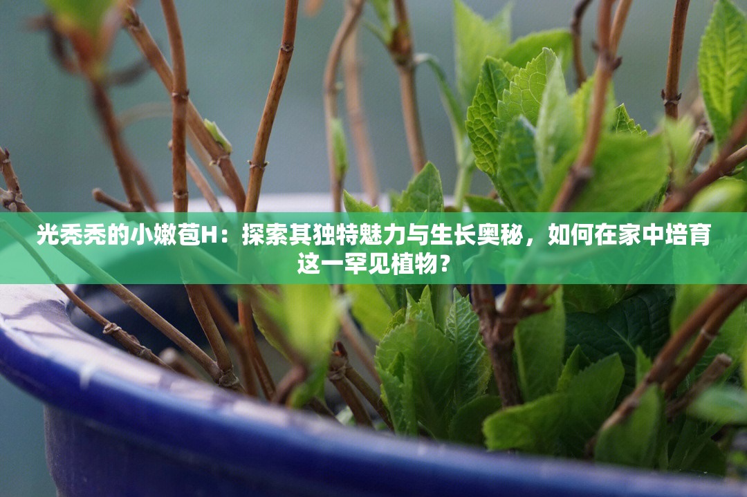 光禿禿的小嫩苞H：探索其獨(dú)特魅力與生長奧秘，如何在家中培育這一罕見植物？
