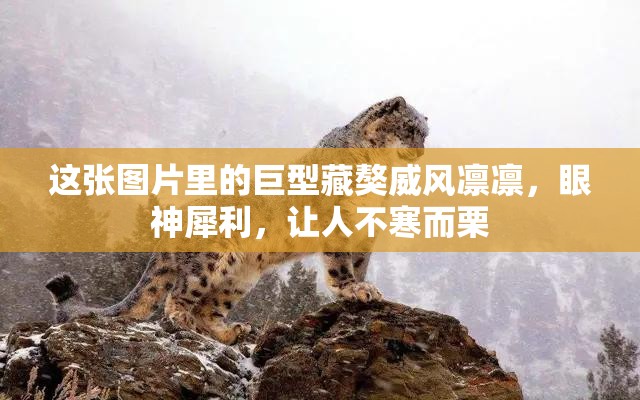 這張圖片里的巨型藏獒威風(fēng)凜凜，眼神犀利，讓人不寒而栗