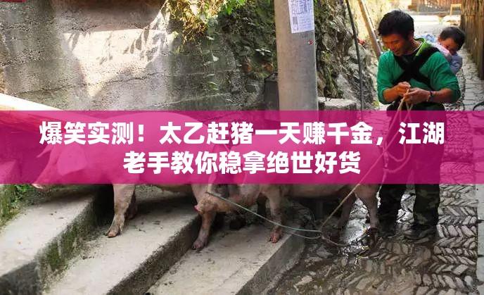 爆笑實測！太乙趕豬一天賺千金，江湖老手教你穩(wěn)拿絕世好貨
