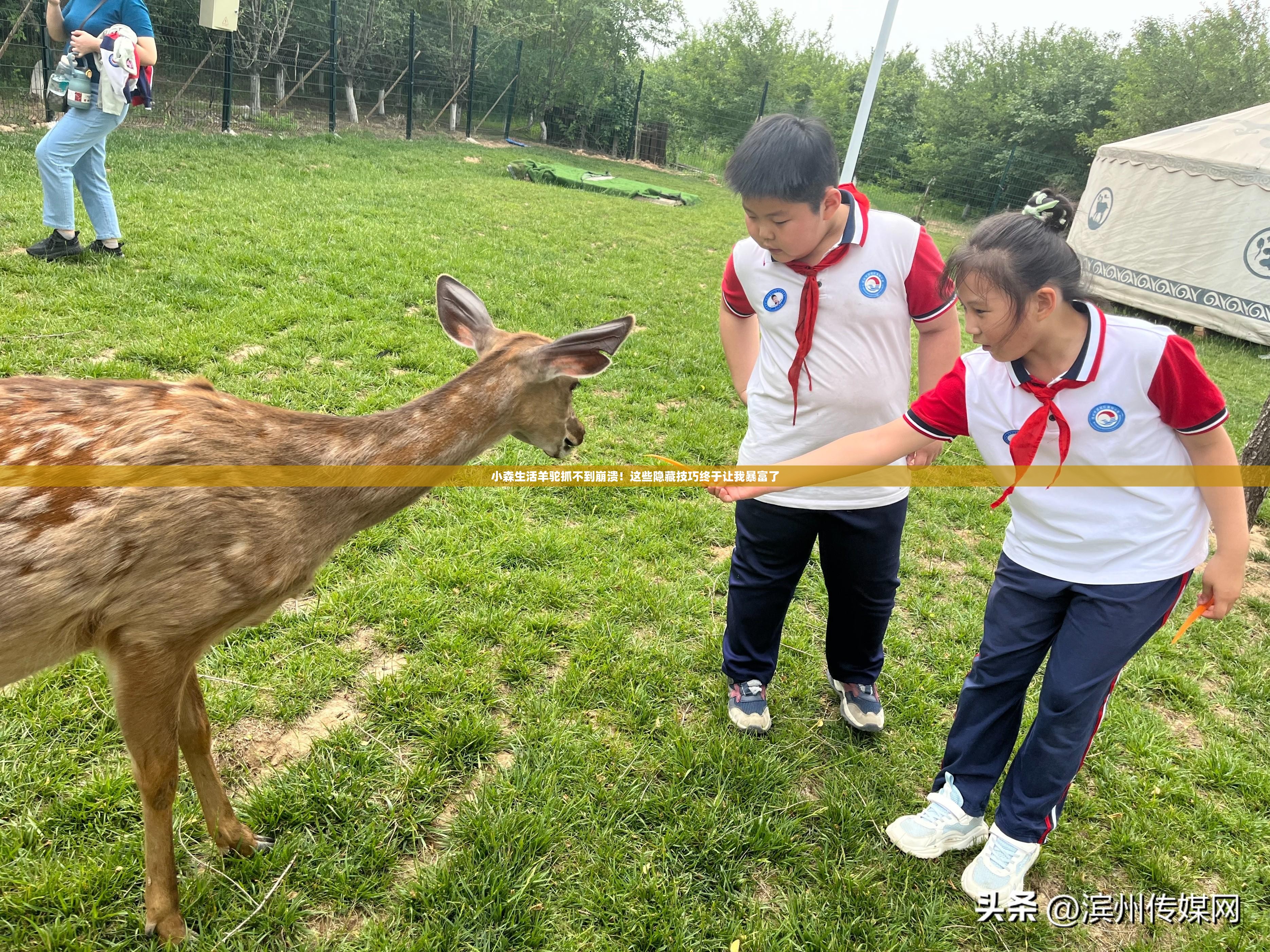 小森生活羊駝抓不到崩潰！這些隱藏技巧終于讓我暴富了